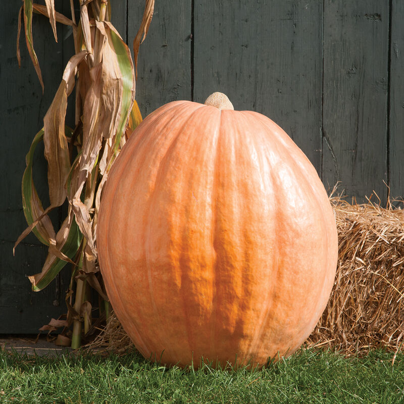 Dill's Atlantic Giant Giant Pumpkins