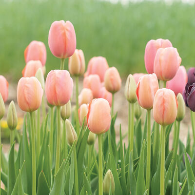 Menton Tulips