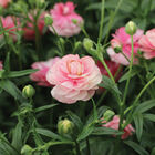 Butterfly™ Hera® Ranunculus