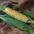 Takeoff MXR Sweet Corn