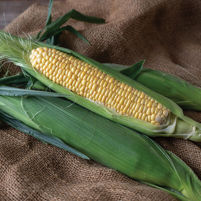 Takeoff MXR Sweet Corn
