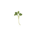 Kale, Bright Green Curly Microgreen Vegetables