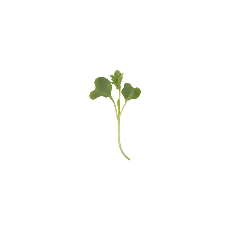 Kale, Bright Green Curly Microgreen Vegetables