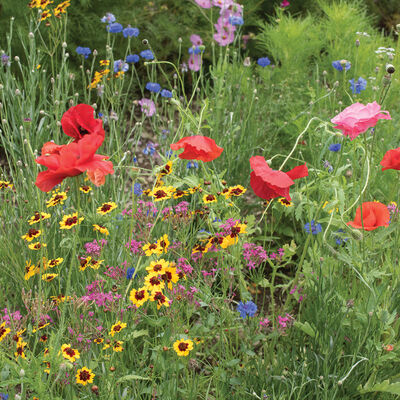 Northern Lights Mix Wildflower Mixes