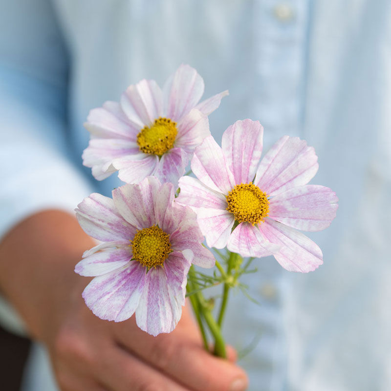 Versailles Flush - Cosmos Seed