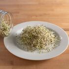 Alfalfa Sprouts
