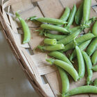 Sugar Ann Snap Peas