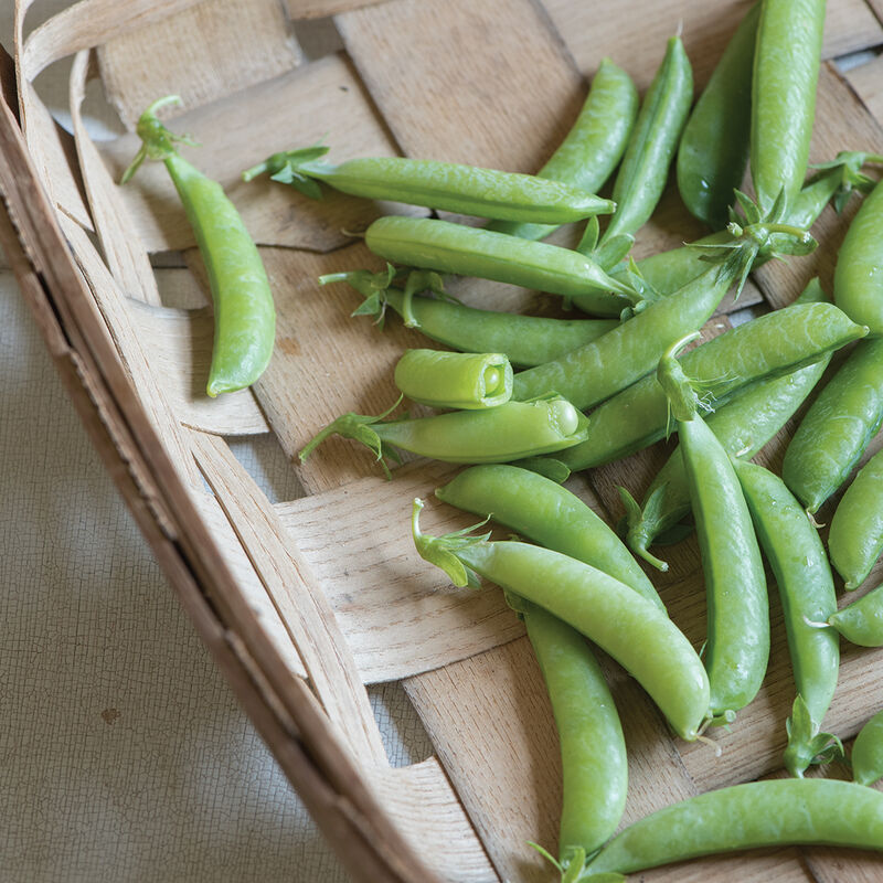 Sugar Ann Snap Peas