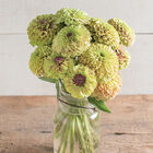 Queeny Lime with Blush Queeny Lime with Blush Zinnias