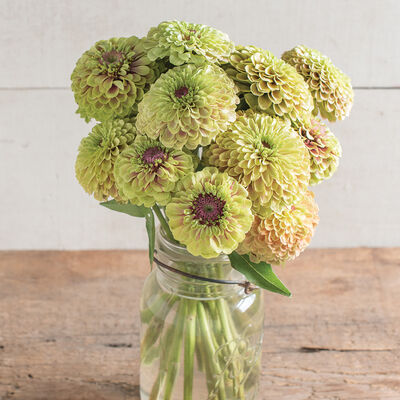 Queeny Lime with Blush Zinnias