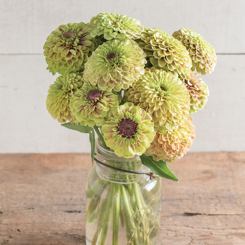 Queeny Lime with Blush Zinnias