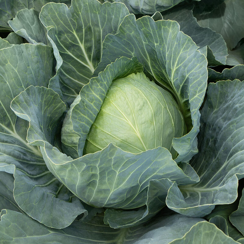 Are you planning to start growing Cabbage on commercial scale? – Generation  Newspaper