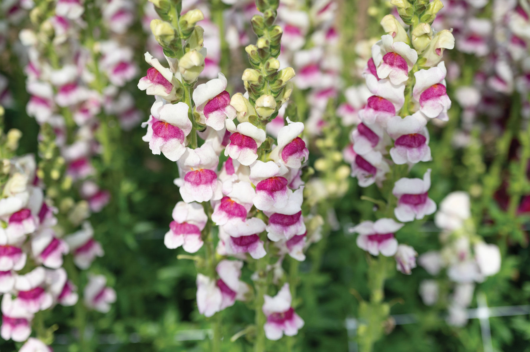 Potomac Plumblossom Warm Season (Groups 3&ndash;4)