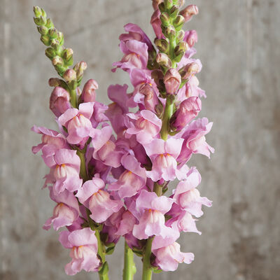 Potomac Lavender Warm Season (Groups 3–4)