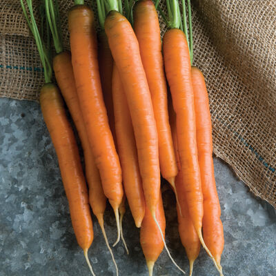 Mokum Mokum Early Carrots