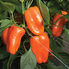 Glow Sweet Peppers