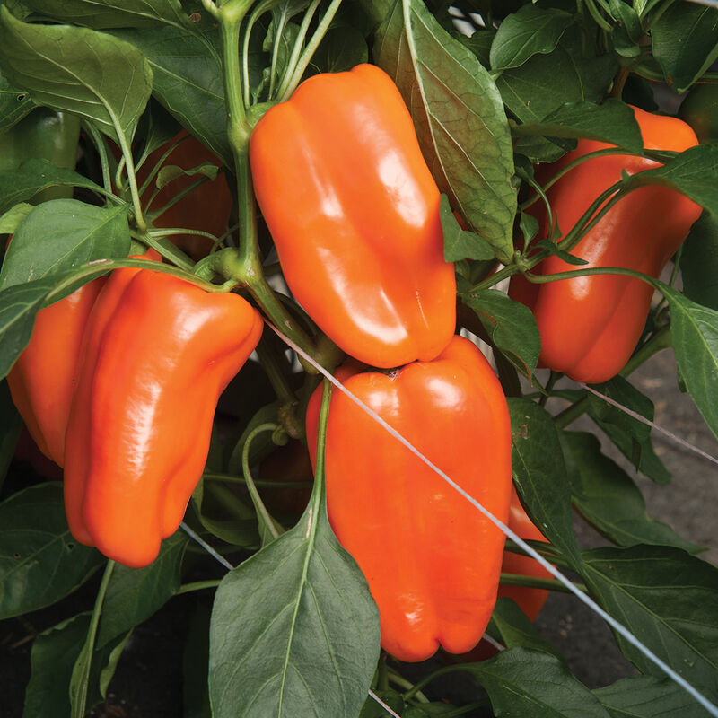 Glow Sweet Peppers