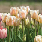 Apricot Pride Tulips