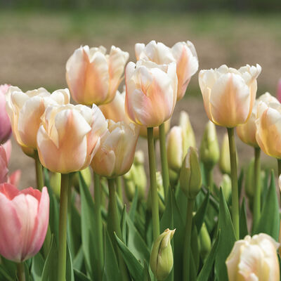 Apricot Pride Tulips