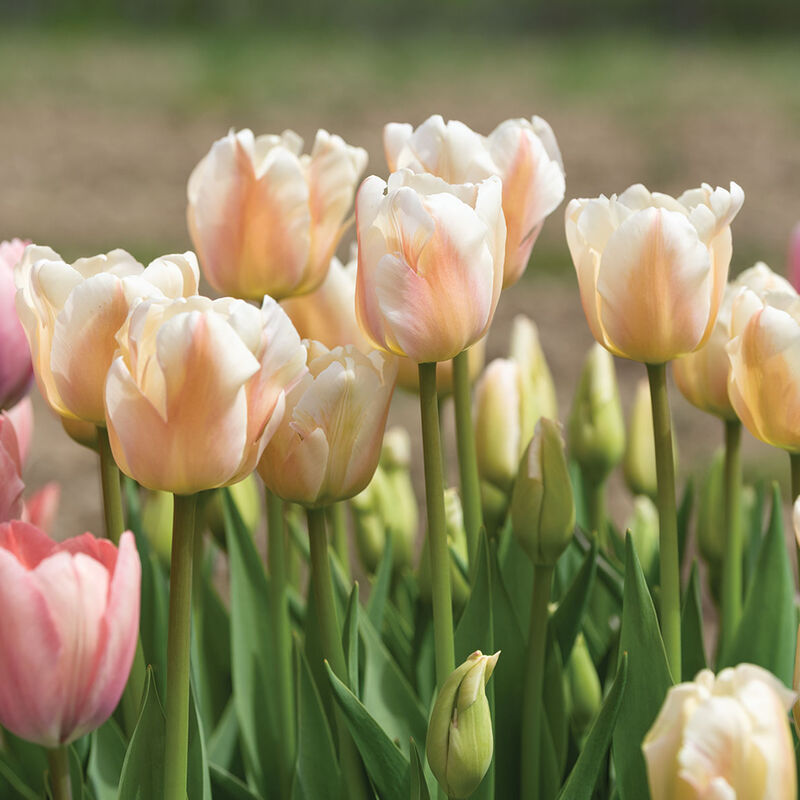 Apricot Pride Tulips