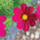 Versailles Red Cosmos