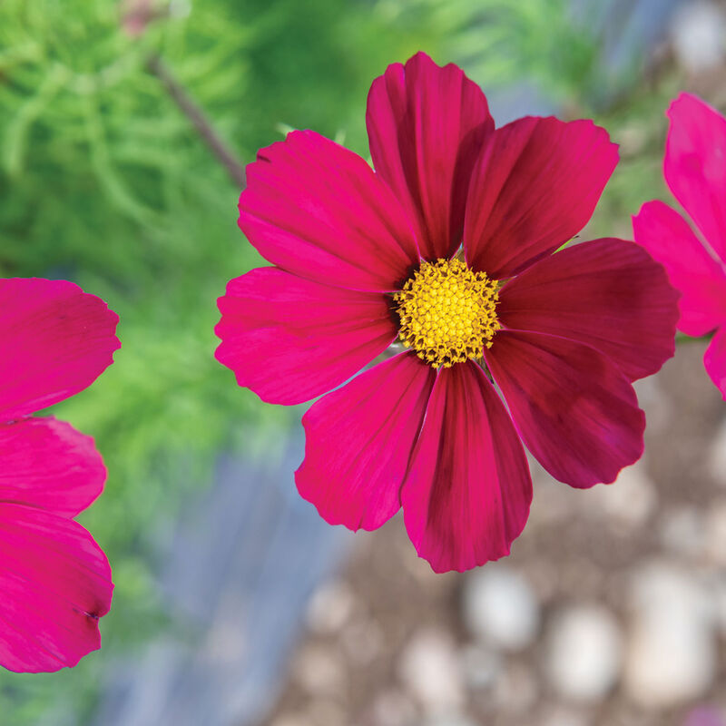 Versailles Red Cosmos