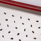 Seed Plate E264 Vacuum