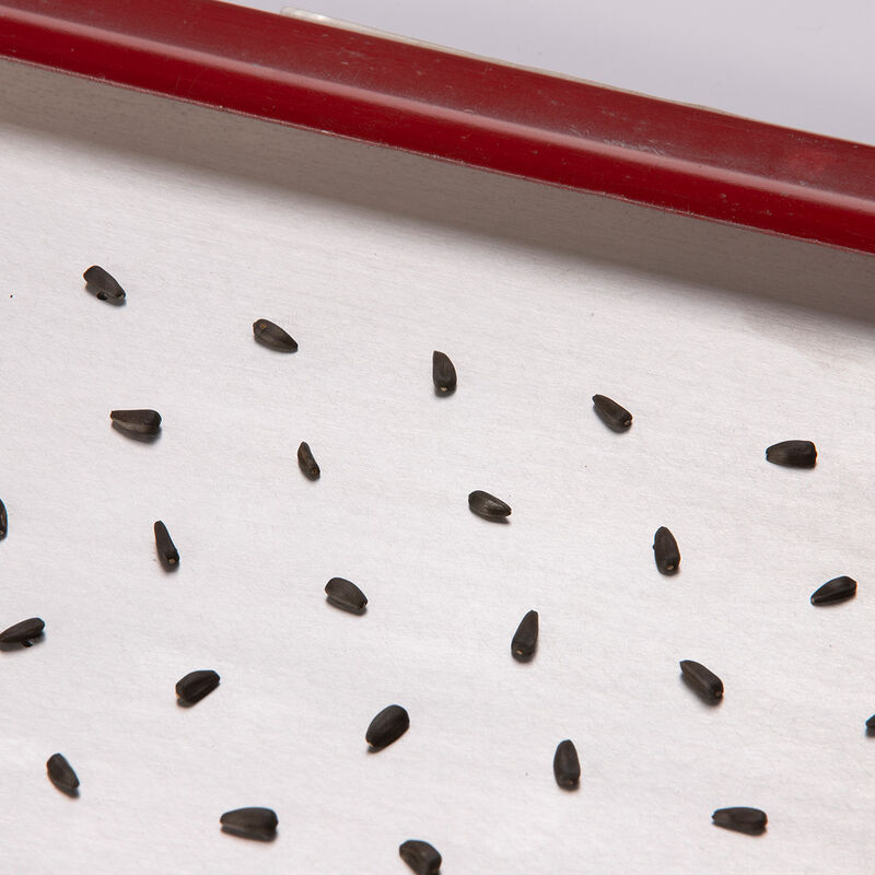 Seed Plate E264 Vacuum