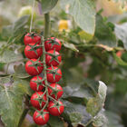Edox Cherry Tomatoes