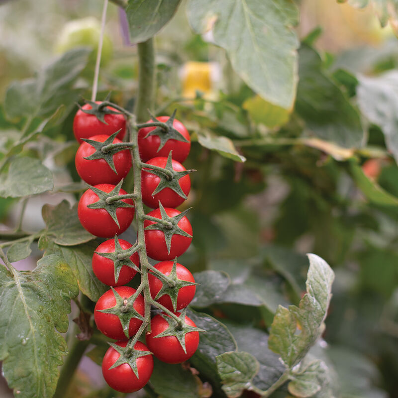 Edox Cherry Tomatoes