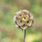 Starflower Scabiosa (Pincushion Flower)