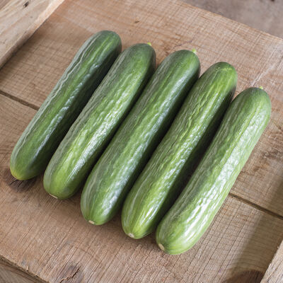 Katrina Cucumbers