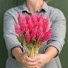 Sunday™ Bright Pink Celosia