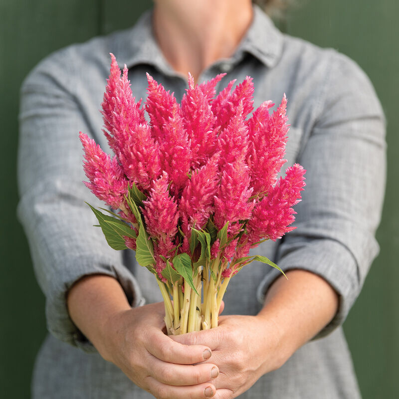 Sunday™ Bright Pink Celosia