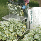 Surround® WP – 25 Lb. Surround® WP – 25 Lb. Crop Protection