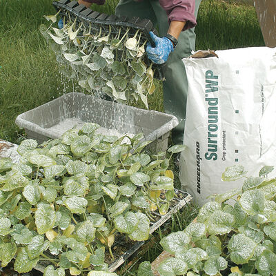 Surround® WP – 25 Lb. Surround® WP – 25 Lb. Crop Protection