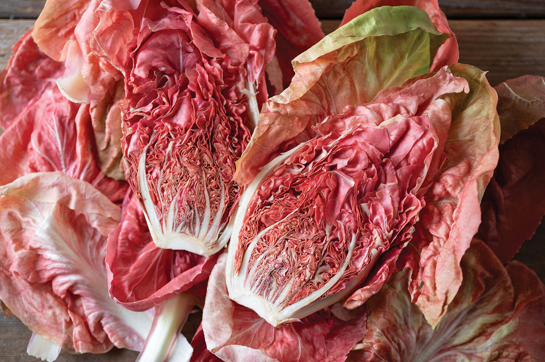 Radicchio Seeds - Organic Varieties | Johnny's Selected Seeds