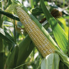 Kickoff XR Sweet Corn
