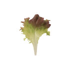 Dark Red Lollo Rossa Dark Red Lollo Rossa Lollo Lettuce