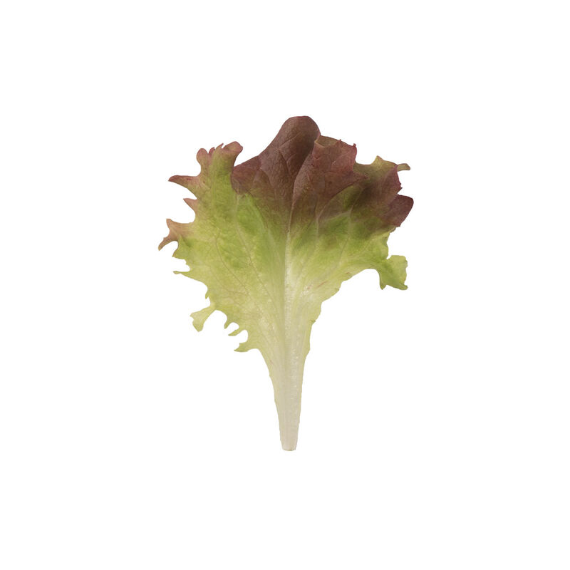 Dark Red Lollo Rossa Dark Red Lollo Rossa Lollo Lettuce