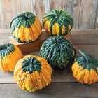 Hoargarth Gourds