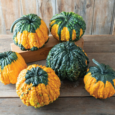 Hoargarth Gourds