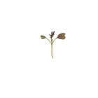 Kale, KX-1 Microgreen Vegetables