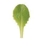Buttercrunch Bibb Lettuce