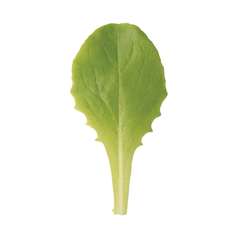Buttercrunch Bibb Lettuce