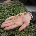 Kohlrabi, Purple Microgreen Vegetables