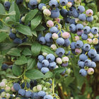 Last Call Blueberry