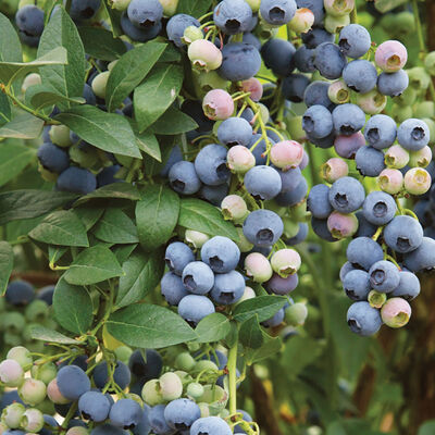 Last Call Blueberry