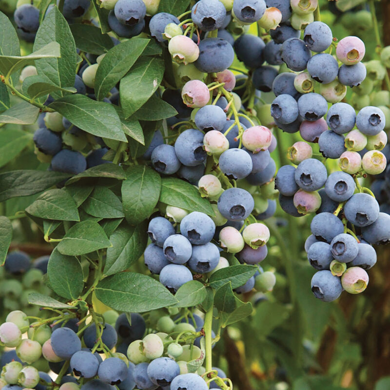 Last Call Blueberry