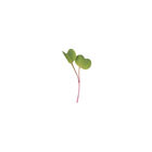 Radish, Purple Stem Microgreen Vegetables